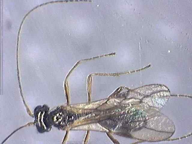 Braconidae 1